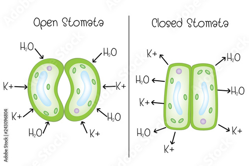 Structure of stoma open and stoma closed