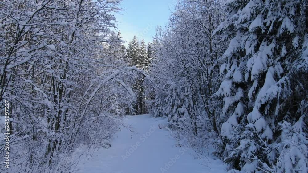 Winter landscape with snowy trees