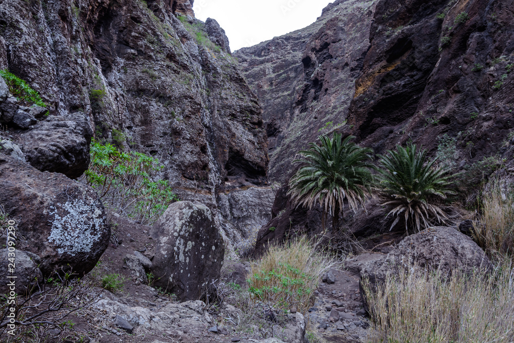 Obraz premium Hiking in Gorge Masca. Volcanic island. Mountains of the island of Tenerife, Canary Island, Spain.