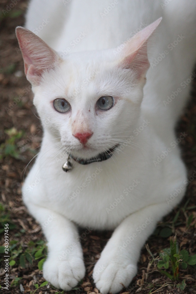 Gato no jardim Gato no jardim