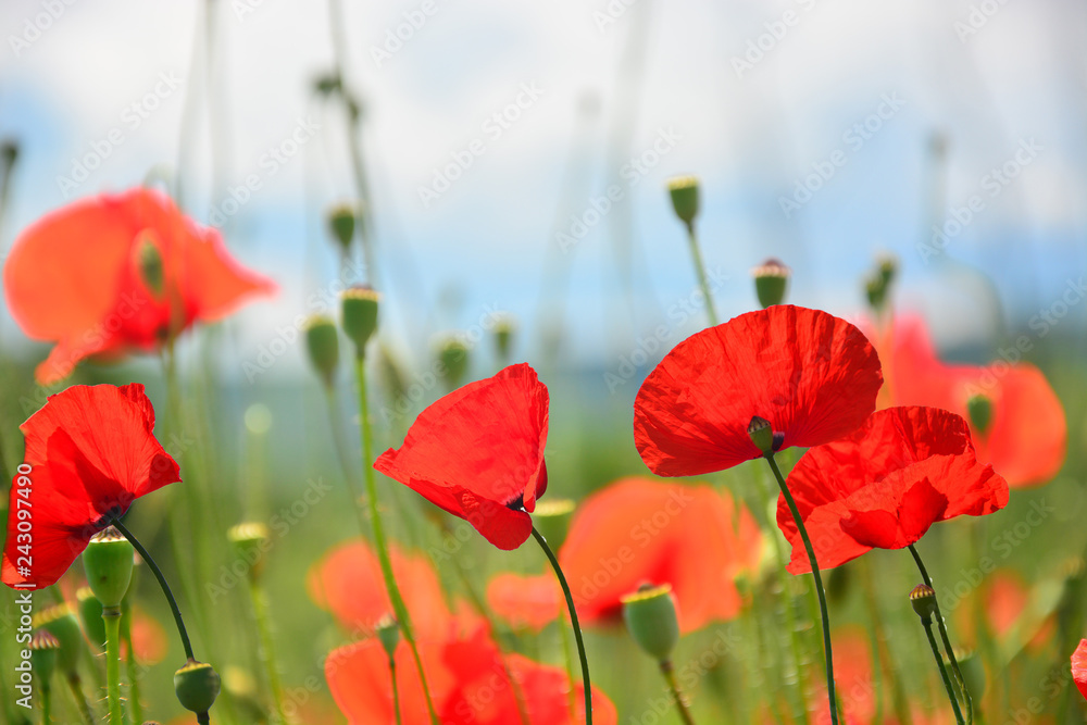 Obraz premium poppies in a field