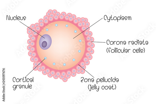 structure of ovum