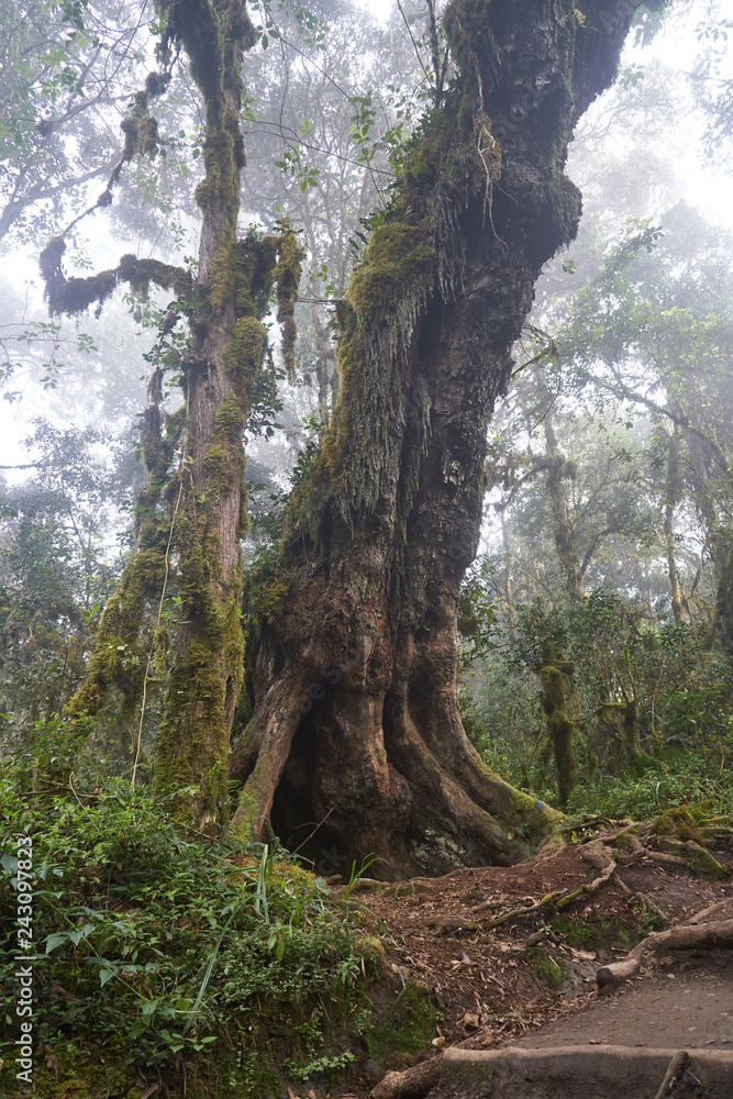 Rain Forest - Kilimanjaro