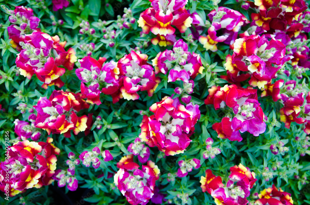 Mixed color, Hybrid Snapdragons Plant flowers in white, pink, yellow, garden plants, in a spring season. Mixed color, Hybrid Snapdragons Plant flowers in white, pink, yellow, garden plants, in a spring season.