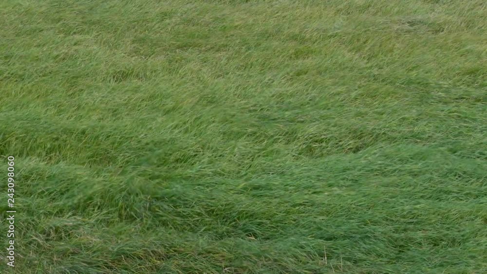 Long green grass moving in the wind during a stormy day in summer Long green grass moving in the wind during a stormy day in summer