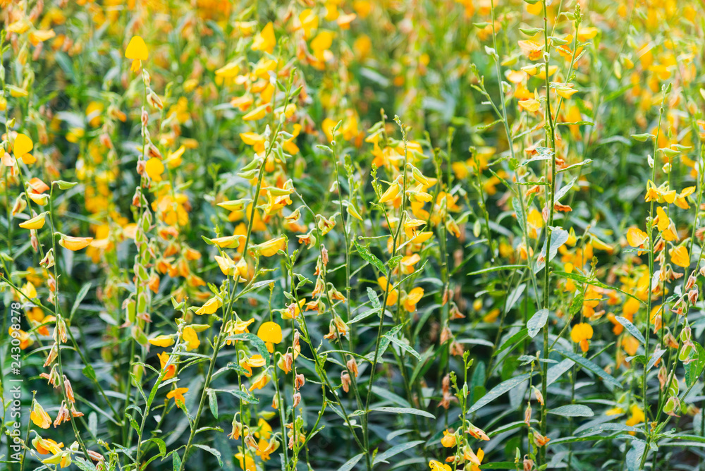 Yellow Crotalaria juncea flower (Sunn hemp) field