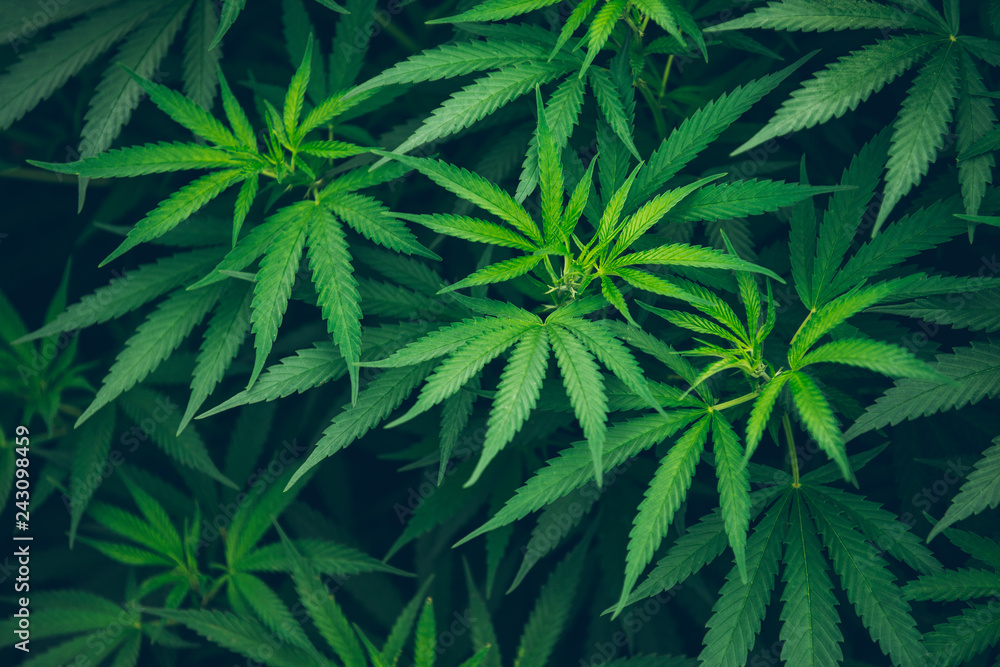 marijuana farm plant leaves