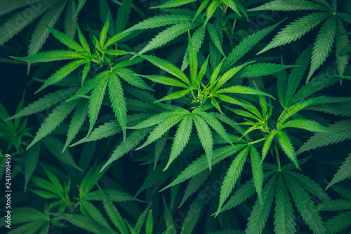 marijuana farm plant leaves photo
