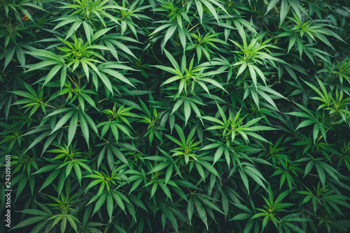 marijuana wallpaper background cannabis weed pattern