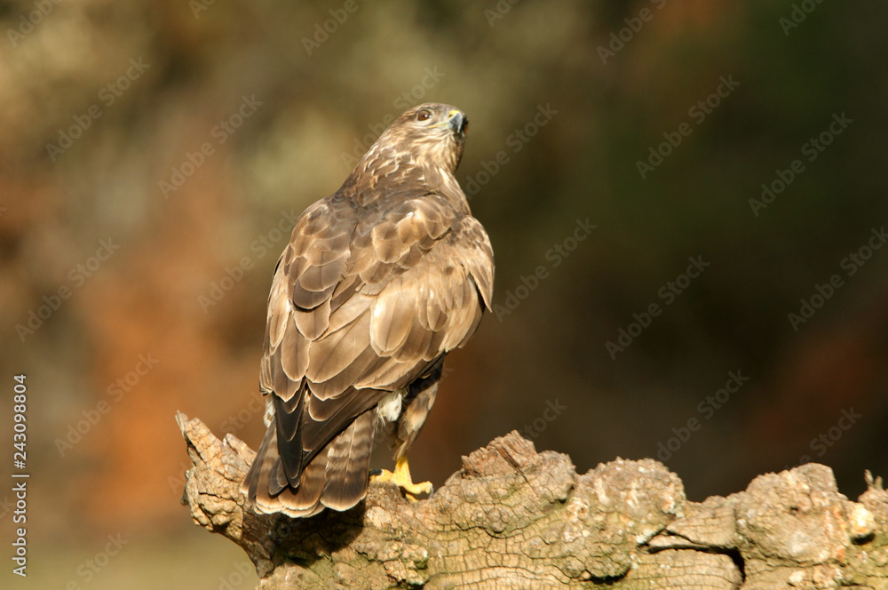 Obraz premium Common buzzard, Buteo buteo