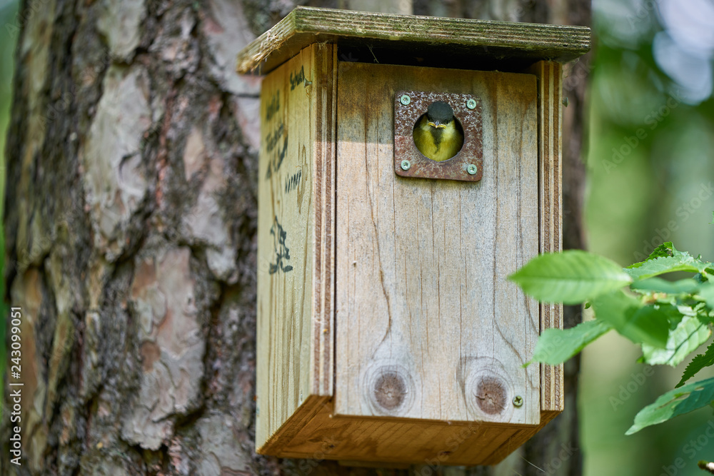 Angry great titmouse peeking out of a nesting box Angry great titmouse peeking out of a nesting box