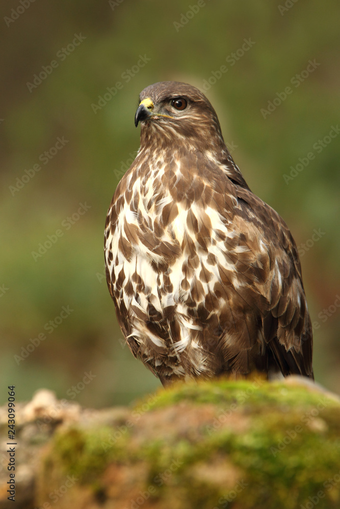 Common buzzard, Buteo buteo Common buzzard, Buteo buteo