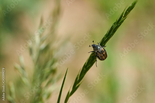 Small bug climbing green grass on sunny day, blurred background, bokeh