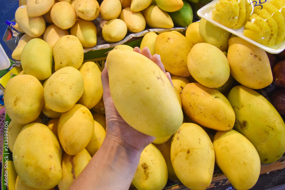 Holding a fresh mango in street market in Krabi, Thailand. Many mango are stack in the background. Holding a fresh mango in street market in Krabi, Thailand. Many mango are stack in the background.