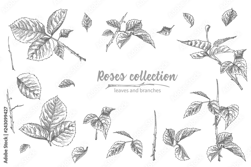 Set of Hand drawn sketch roses, lives and branches Detailed vintage botanical illuatration. Floral frame. Black silhouette isollated on white background. Set of Hand drawn sketch roses, lives and branches Detailed vintage botanical illuatration. Floral frame. Black silhouette isollated on white background.