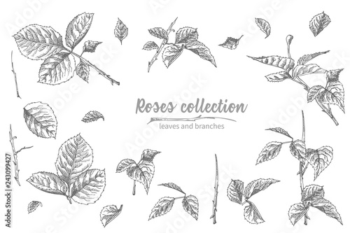 Set of Hand drawn sketch roses, lives and branches Detailed vintage botanical illuatration. Floral frame. Black silhouette isollated on white background.