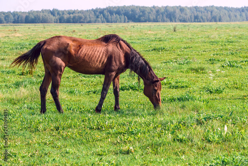 Fototapeta Naklejka Na Ścianę i Meble -  Horses on the field in the summer on a sunny day.