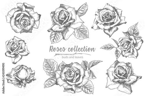 Wallpaper Mural Set of Hand drawn sketch roses, lives and branches Detailed vintage botanical illuatration. Floral frame. Black silhouette isollated on white background. Torontodigital.ca