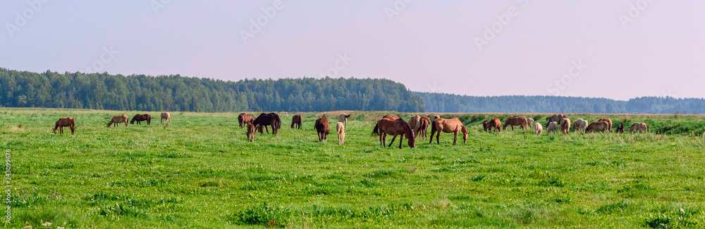 Horses on the field in the summer on a sunny day. Horses on the field in the summer on a sunny day.