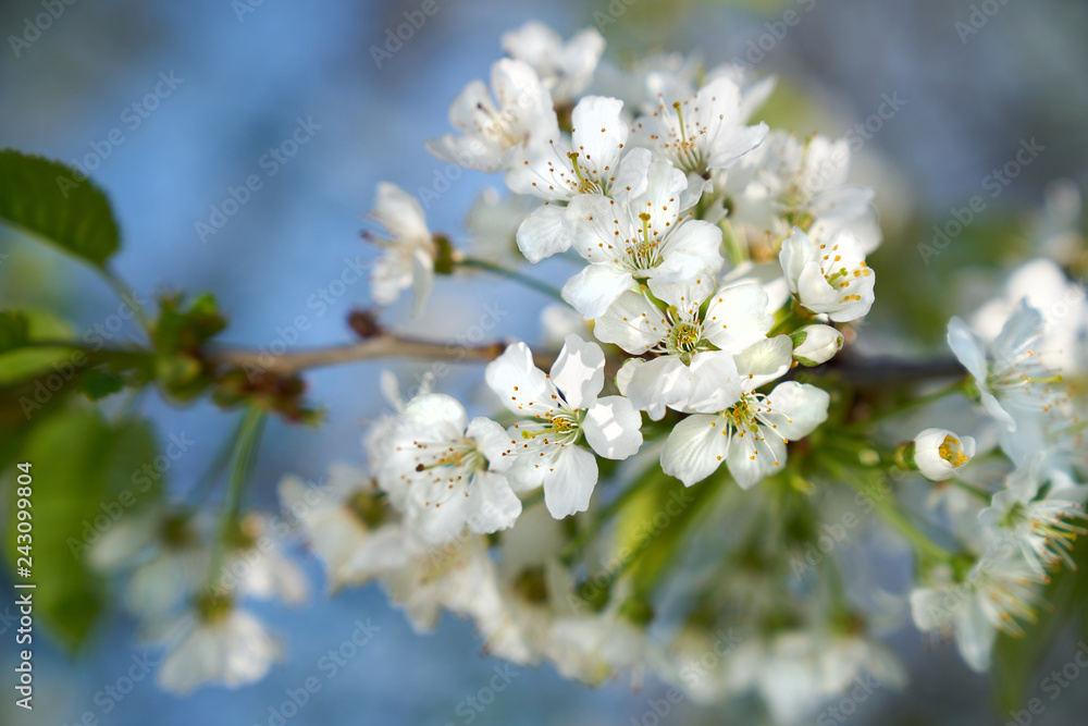 Closeup of white blooming apple on a sunny day with blue sky Closeup of white blooming apple on a sunny day with blue sky
