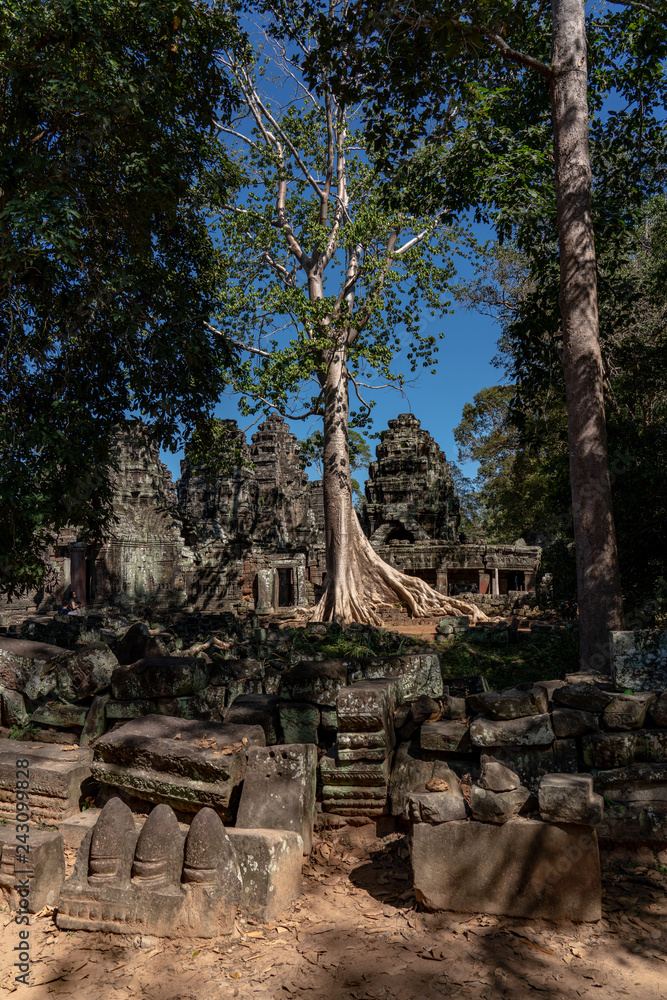 Tree of supoan at Banteay Kdei, Angkor