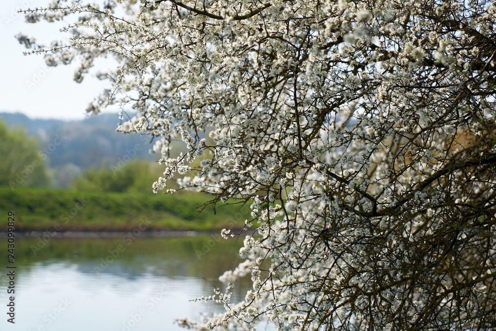 White blooming cherry on the river bank White blooming cherry on the river bank