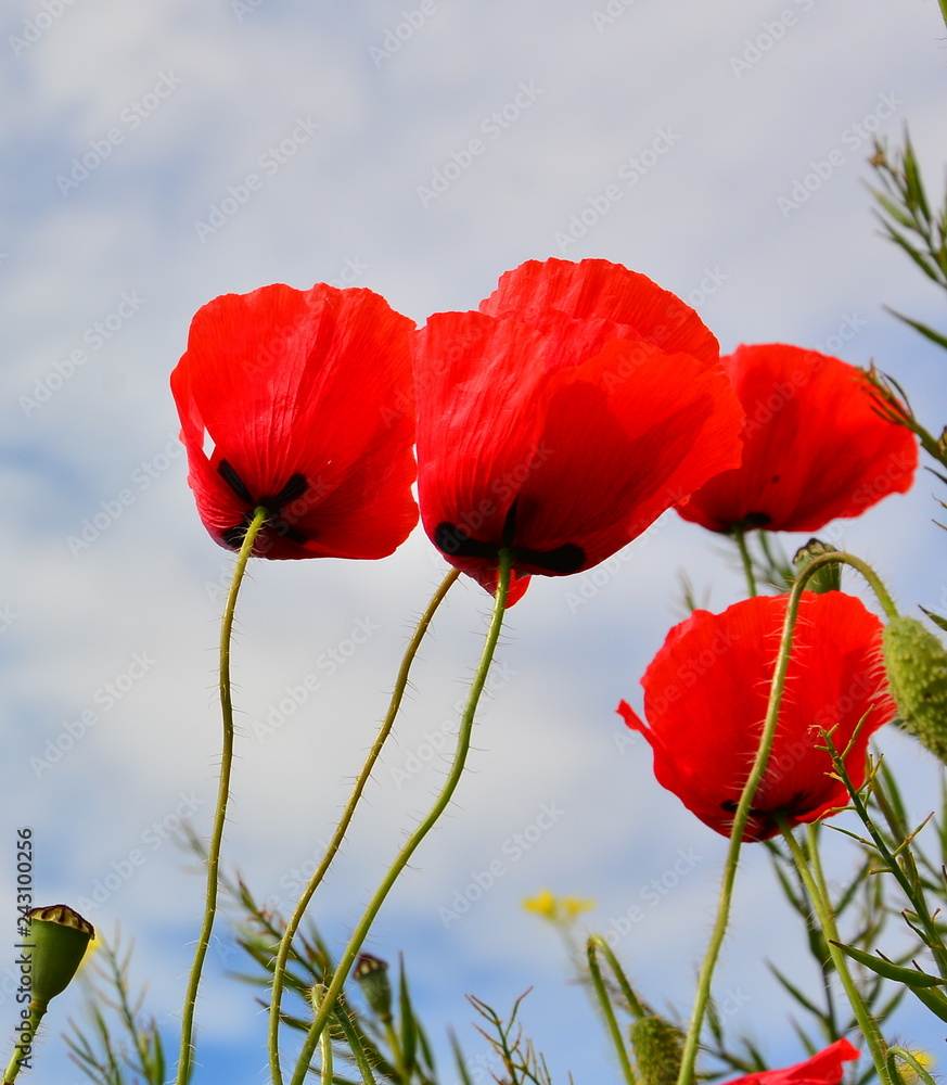 Naklejka premium red poppies on background of blue sky