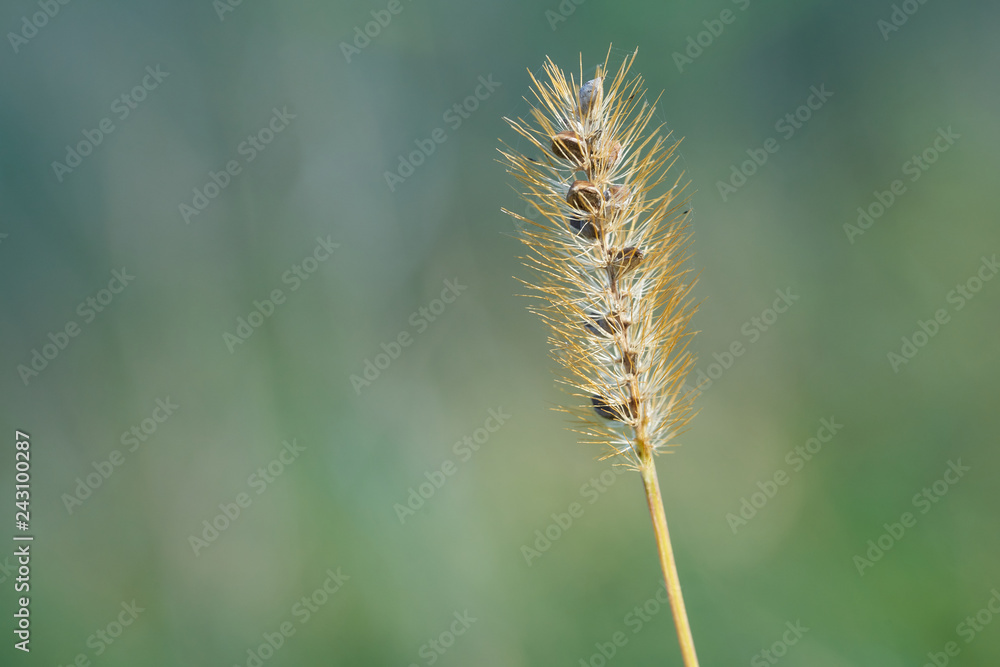 Single grass halm growing in a meadow