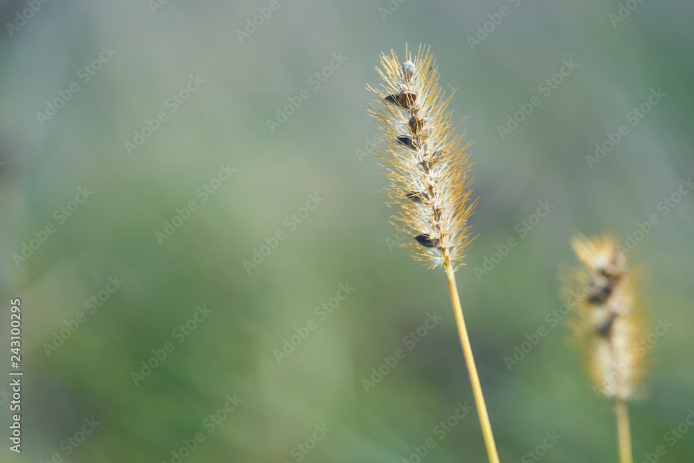 Grass halms growing in a meadow