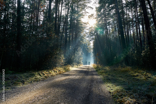 Two cyclists are bicycling through dark evergreen forest with sun lights