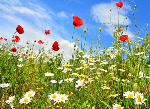 poppy field of red poppies