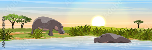 Two hippos in the savannah. Hippo swimming in the lake. Wild animals of Africa. Realistic Vector Landscape