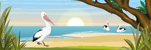 Pelicans on the tropical coast. Sea or ocean coast. Grass and trees. Wild birds of Australia, New Guinea and Indonesia. Realistic Vector Landscape