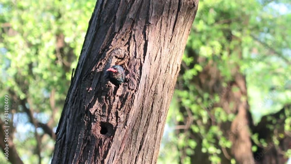 Wood hoopoe in a tree hole Beautiful shot of Wood hoopoe in a tree hole Wood hoopoe in a tree hole Beautiful shot of Wood hoopoe in a tree hole