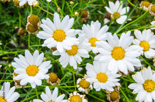 White and yellow Daisies Flowers at Sydney Centennial Park.