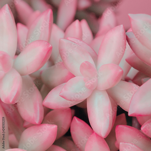 Plant Close-up Texture. Cactus.  Plants lover concept. Colors design photo