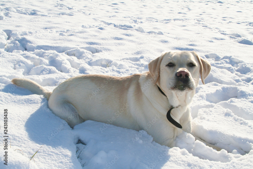 Heller reinrassiger Labrador liegt mit frechem Blick im Schnee Heller reinrassiger Labrador liegt mit frechem Blick im Schnee