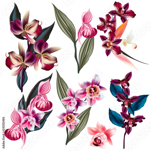 Big set of vector orchid flowers, tropical plants