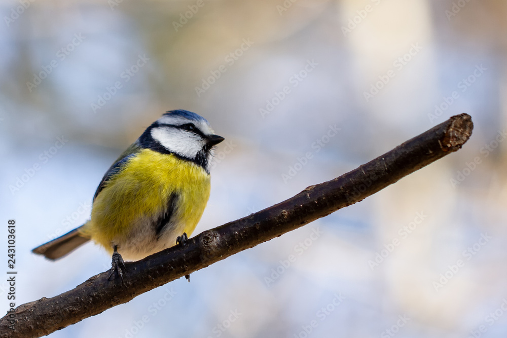 Fototapeta premium Blaumeise
