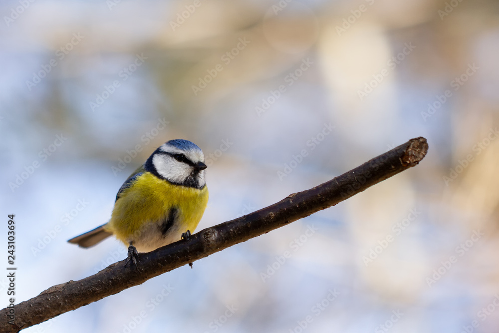 Fototapeta premium Blaumeise