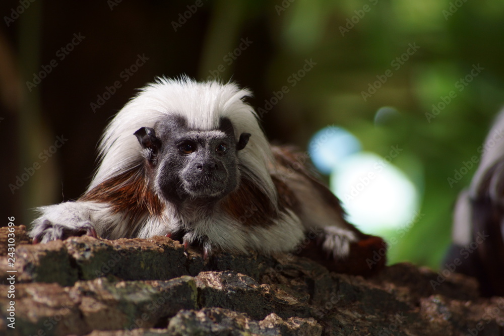 Small Monkey Small Monkey