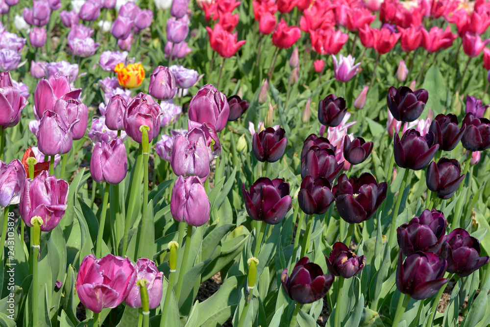 Cultivated of purple tulips (Tulipa) Cultivated of purple tulips (Tulipa)