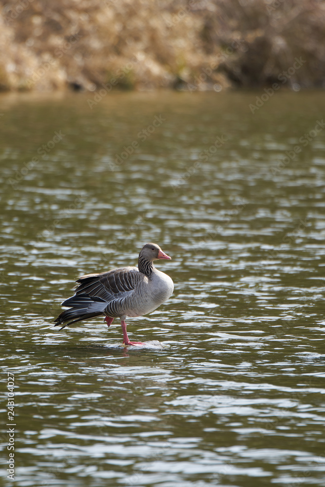 Wild grey goose standing in lake on one foot Wild grey goose standing in lake on one foot