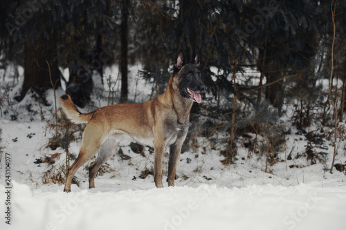 Portrait of a Belgian Shepherd Malinois © julia_siomuha