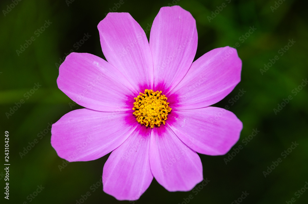 Beautiful flower background Beautiful flower background