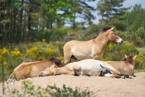 Przewalski s horses rest on a sand on a sunny day