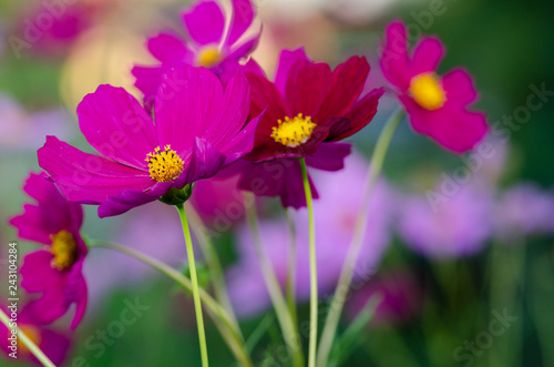 Beautiful flower background