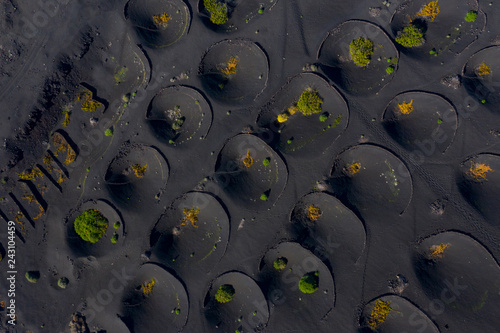 Vineyards, Landscape Volcanic, La Geria, Lanzarote Island, Canary Islands, Spain, Europe photo