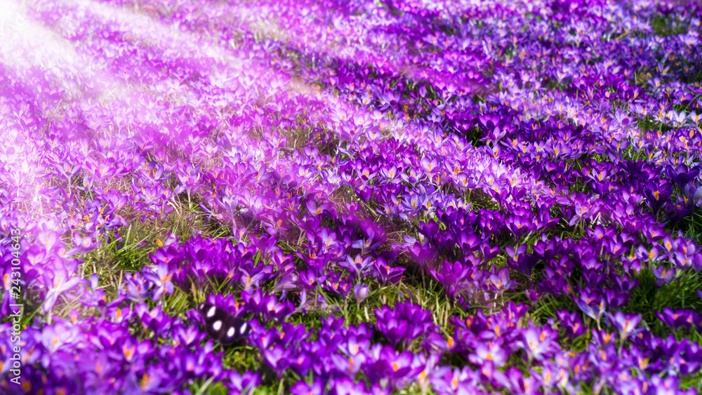 Naklejka premium blütenteppich von lila krokussen