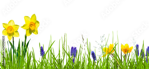 frühlingsblumen gelbe osterglocken blaue hyazinthen in der wiese isoliert auf weiß, fröhliche ostern banner konzept